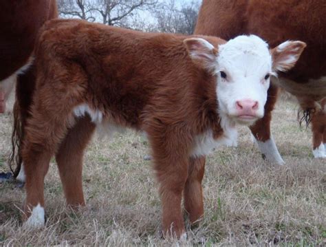 All of our cattle are registered polled <b>Herefords</b>. . Texas miniature hereford association